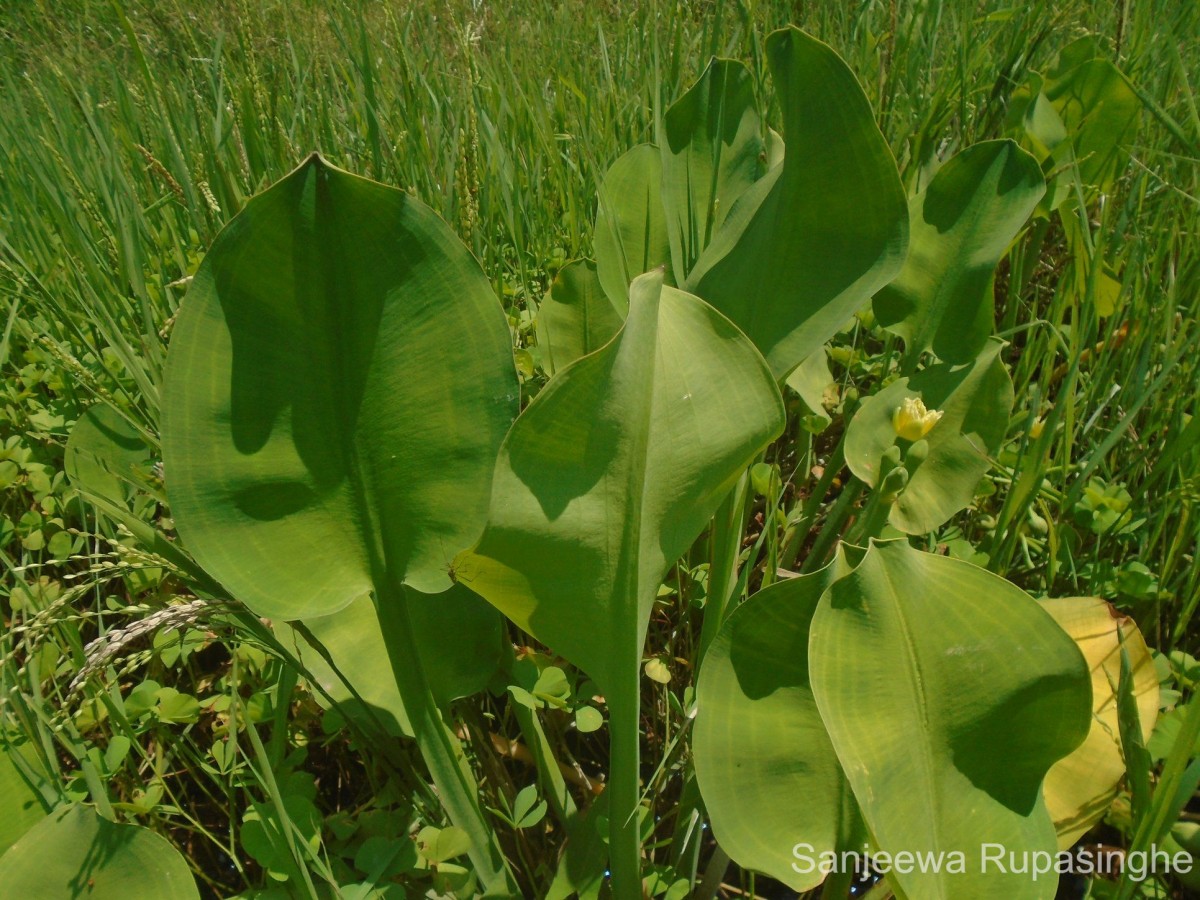 Limnocharis flava (L.) Buchenau